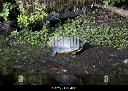 A Peninsula Cooter turtle, Pseudemys floridana peninsularis, sunbathing on the river bank at Pelican Bay, Naples, Florida, USA. Stock Photo