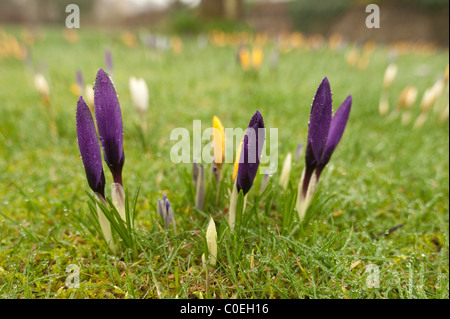 croci peeping up in spring through an uncut lawn since last autumn covered in rain droplets Stock Photo