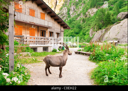 Wild mountain goat capra ibex near Alpine chalet in French Apls. Aiguilles Rouges National Reserve, France Stock Photo