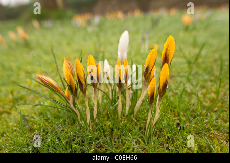 croci peeping up in spring through an uncut lawn since last autumn covered in rain droplets Stock Photo