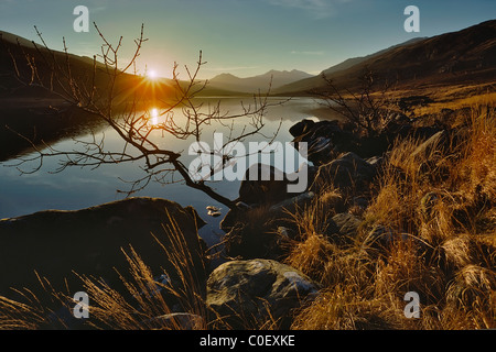 SNOWDON AT SUNSET VIEW ACROSS LLYN MYMBYR WITH STUNTED TREE IN FOREGROUND NORTH WALESUK IN WINTER Stock Photo
