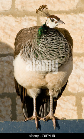 A peahen, front view Stock Photo