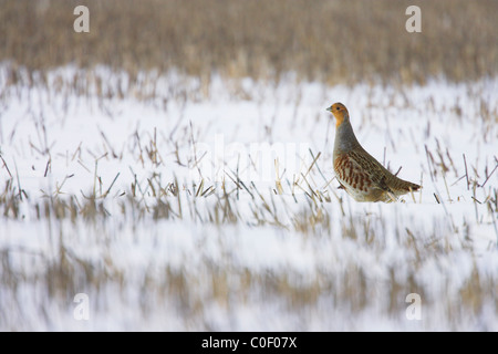 Grey Partridge Perdix perdix adult in snow-covered fields near Snettisham village, Norfolk in December. Stock Photo