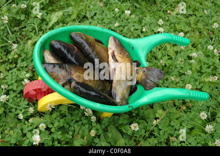 fresh fish tench (Tinca tinca) on children garden cart Stock Photo