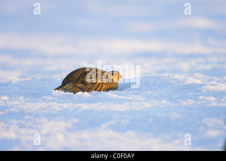 Grey Partridge Perdix perdix adult in snow-covered fields near Snettisham village, Norfolk in December. Stock Photo