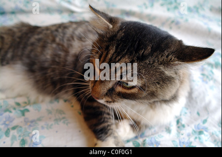 The Siberian cat lies on a bed, Moscow Region, Russia Stock Photo