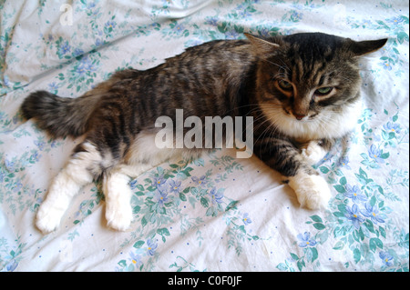 The Siberian cat lies on a bed, Moscow Region, Russia Stock Photo