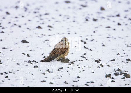 Common Kestrel Falco tinnunculus female perched on snow-covered field at Welney, Norfolk in November. Stock Photo