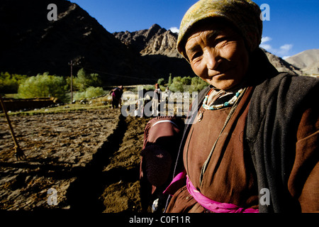 A local woman helps with the potato harvest near Leh, the capital of Ladakh. Stock Photo