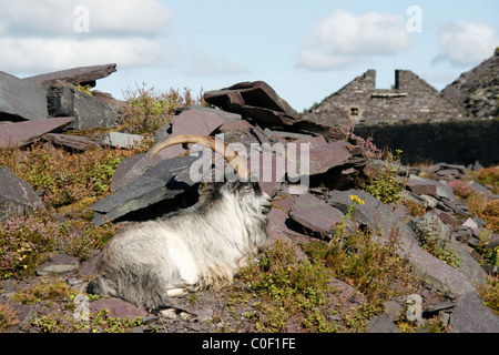 wild welsh mountain goats in dinorwic quarry, north wales Stock Photo