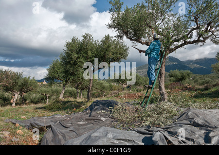 Pruning olive trees after harvesting the olives, in the Outer Mani, near Kardamyli, southern Peloponnese, Greece Stock Photo