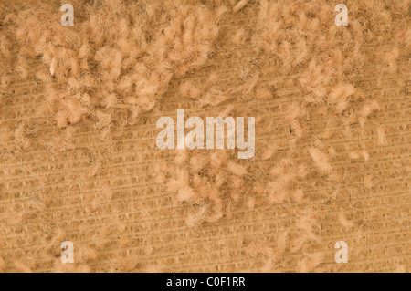 Damaged carpet caused by Case-bearing clothes moth (Tinea pellionella). Sussex, UK. July. Stock Photo