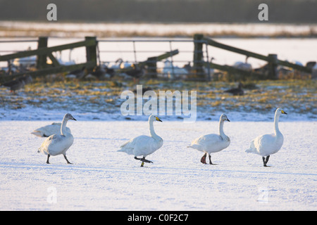 Whooper Swan Cygnus cygnus group walking on ice at Welney WWT, Norfolk in November. Stock Photo