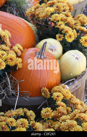 Fall scene with pumpkins Stock Photo - Alamy