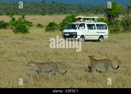 Mother Leopard with her son walking in savanna close to a safari van, Masaï Mara National Reserve, Rift Valley, Kenya Stock Photo