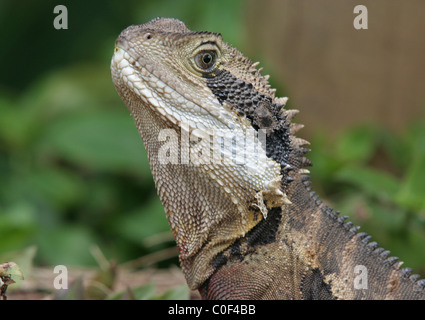 Head shot of an Eastern Water dragon, Queensland, Australia Stock Photo