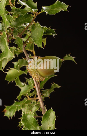 Kermes oak branch with ripe acorn fruit Stock Photo