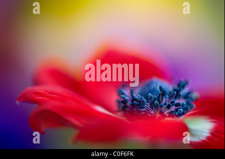 Close-up image of Anemone coronaria 'De Caen' vibrant red flower Stock Photo