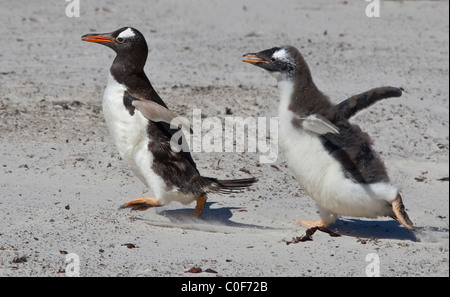 Gentoo Penguin (pygoscelis papua) chick chasing parent for food, Saunders Island, Falklands Stock Photo