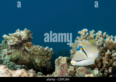Arabian Picasso triggerfish (Rhinecanthus assasi). Stock Photo