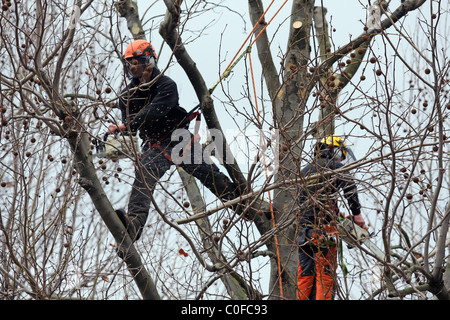 Tree surgeon trimming branches of a tree on the embankment of the River Thames in London Stock Photo