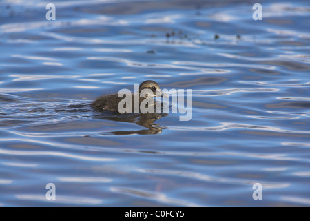 Common Eider Somateria mollissima chick swimming close to shore at Leebitten, Shetland Isles in June. Stock Photo