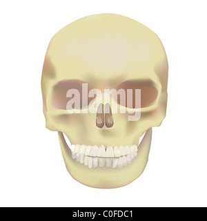 Human skull Stock Photo