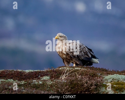 Sea Eagle Haliaeetus albicilla perched on a coastal cliff top in Norway surveying the landscape Stock Photo