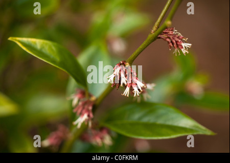 Sarcococca orientalis 'Christmas Box' in winter Stock Photo