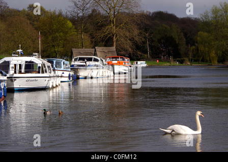 Boats Moored alongside the common at Coltishall, on the River Bure, part of the Norfolk Broads, with wildlife. Norfolk, UK Stock Photo