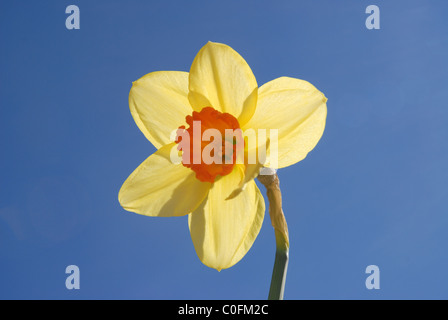 Daffodil against blue sky