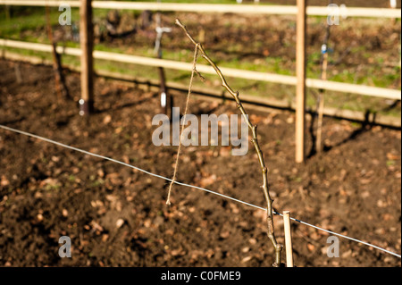 Newly planted Pear, Pyrus communis 'Conference' tied to train as an espaliered tree at Painswick Rococo Garden, Gloucestershire Stock Photo