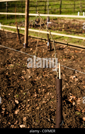 Newly planted Pear, Pyrus communis 'Conference' tied to train as an espaliered tree at Painswick Rococo Garden, Gloucestershire Stock Photo