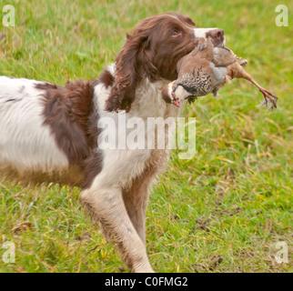 An English Springer Spaniel, a working gun dog, retrieving a red or French partridge, on a driven partridge game shoot Stock Photo