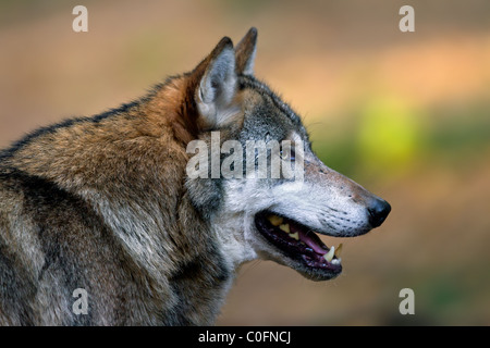European Grey Wolf (Canis lupus) close-up in forest, Germany Stock Photo