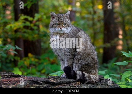 European Wildcat (Felis silvestris silvestris) portrait in forest, Germany Stock Photo