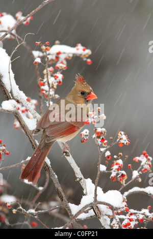 Northern Cardinal perched in Bittersweet - female - vertical Stock Photo