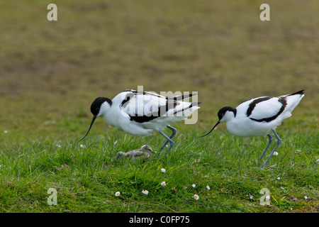 Avocets (Recurvirostra avosetta) with chicks in grassland, Germany Stock Photo