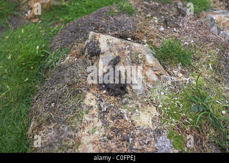 Eurasian Otter Lutra lutra spraint on rocks at undisclosed site, Shetland Isles in June. Stock Photo