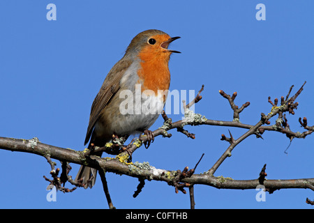 European Robin singing Erithacus rubecula Stock Photo