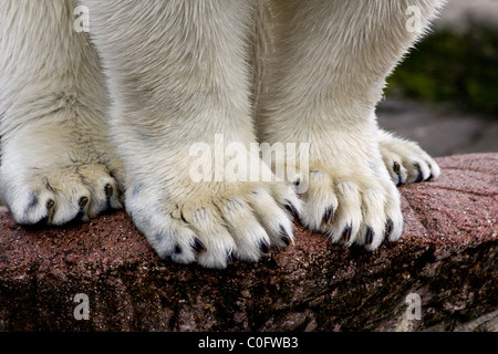 A polar bear's (Ursus maritimus) paws. Stock Photo