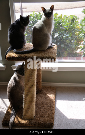 Cats sitting on cat tree at window Stock Photo