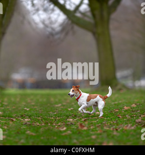 Parson Jack Russell terrier enjoying a run in the park. Stock Photo