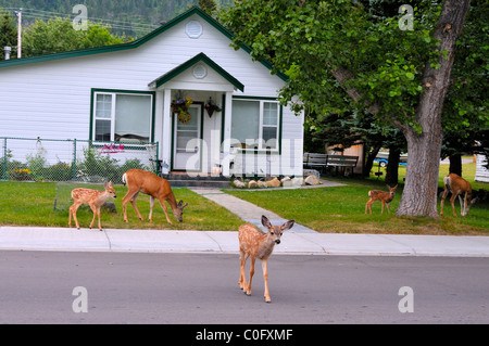 Mule deer feeding on green lawn grass in the town of Waterton Alberta. Stock Photo