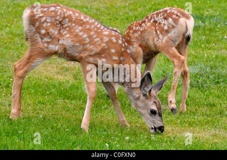 Two wild mule deer fawns Stock Photo