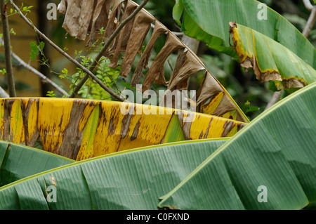 Banana plants with big leaves, Mal Pais Costa Rica Stock Photo