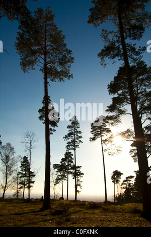 silhouette trees at sunset Stock Photo