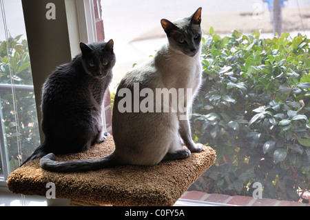 Cats sitting on cat tree at window Stock Photo