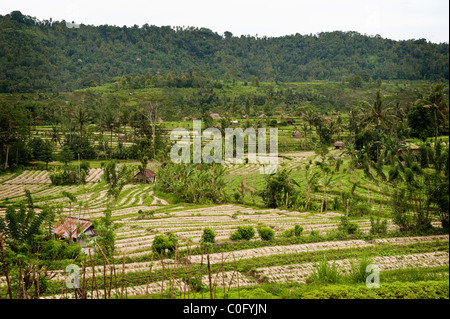 The Sideman Valley in Bali, Indonesia, has some of the most beautiful rice and vegetable terraces and scenic views on the island Stock Photo