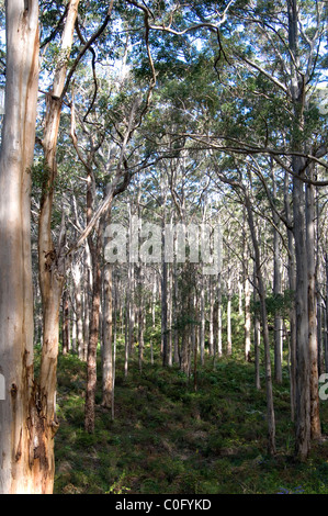 Karri trees in Boranup Forest near Margaret River, Southwest Western Australia Stock Photo